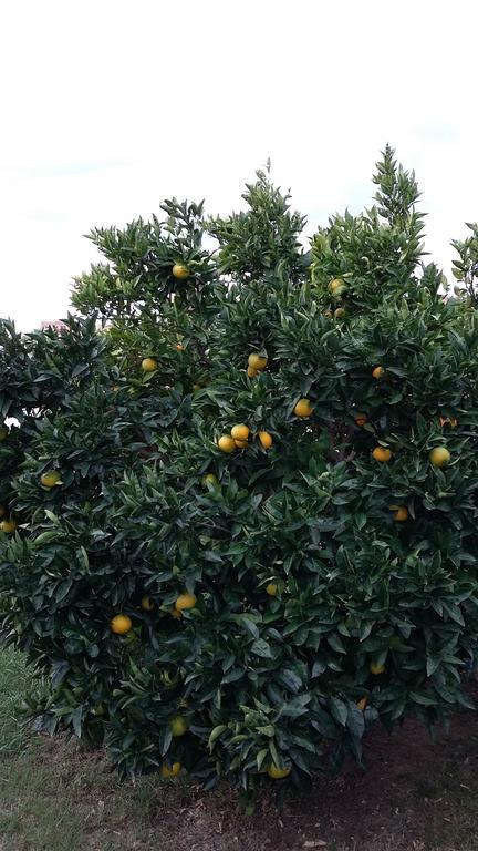 Apartment Orange Tree Portorož Eksteriør billede